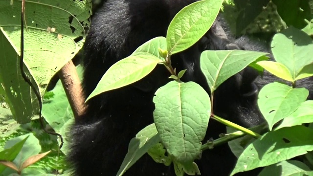 一只小山地大猩猩正在进食视频素材