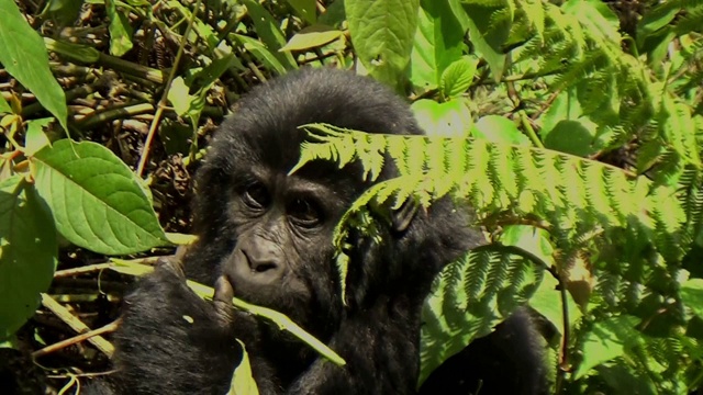 一只小山地大猩猩正在进食视频素材
