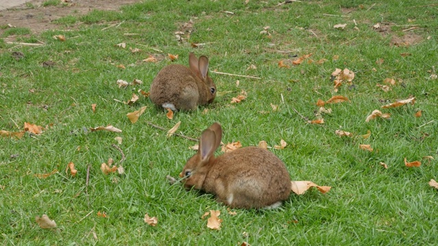 一对兔子在田野里悠闲地吃着4K草视频素材