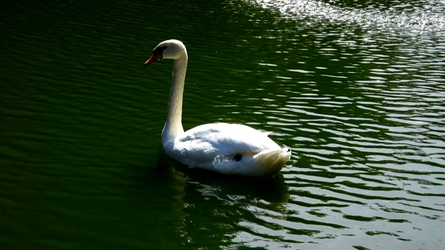 白天鹅在池塘里游泳视频素材