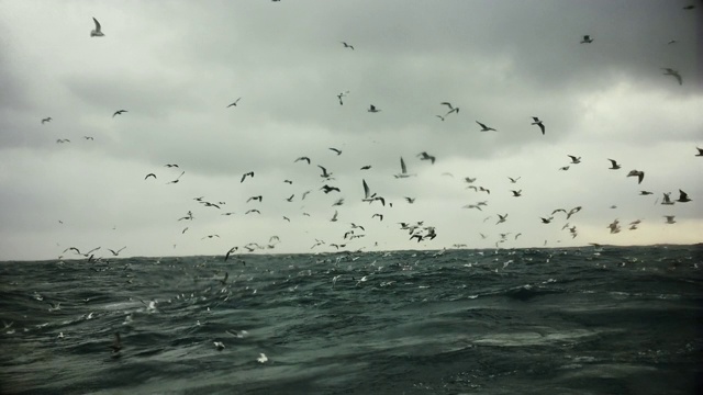 在海上航行的渔船上:海鸥和鸟类视频素材