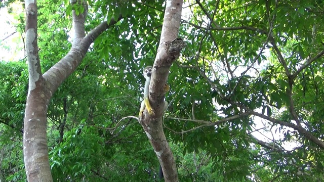 亚马逊森林中的松鼠猴。视频素材