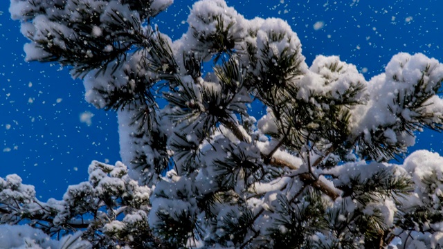 柔软的雪在冬天的雪林，傍晚的冬天景观，云杉的树枝在雪视频下载