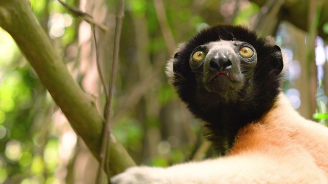 濒危物种名单王冠狐猴的肖像在森林丛林地区的马达加斯加。漂亮的白色皮毛和绿色眼睛。视频下载