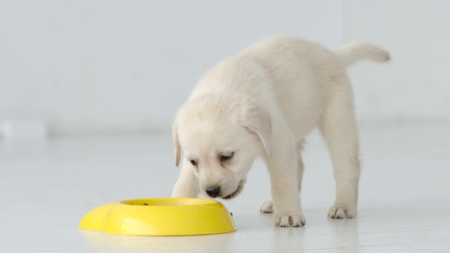 可爱的拉布拉多小狗在白色的地板上从一个黄色的碗里吃东西视频素材