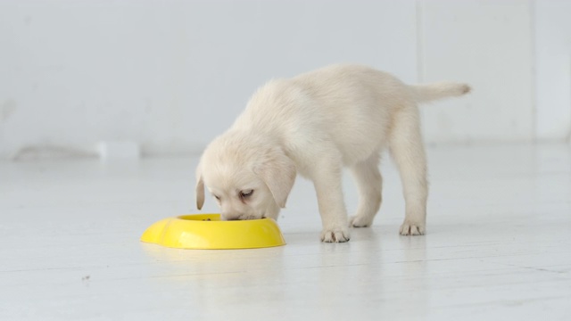 一只漂亮的拉布拉多小狗在白色的地板上吃着一只黄色的碗视频素材
