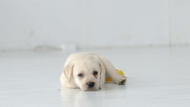 可爱的拉布拉多小狗吃完后躺在白色的地板上视频素材