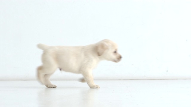 可爱的拉布拉多小狗在家里从左到右跑视频素材