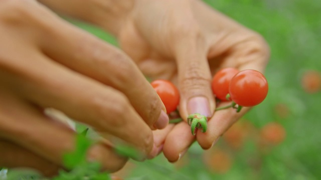 女性的手从樱桃番茄植株上采摘成熟的果实视频素材