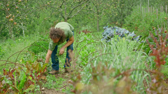 园丁在为他的永久栽培花园徒手除草视频素材