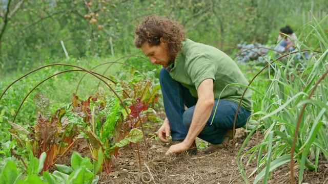 一名男子在他的永久栽培花园里徒手除草视频素材