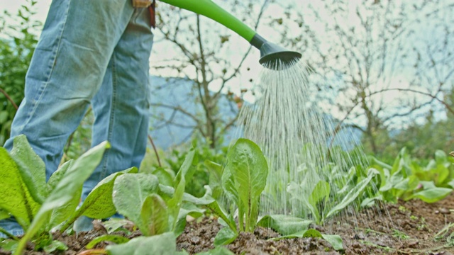 SLO MO人在花园里用喷壶浇植物视频素材