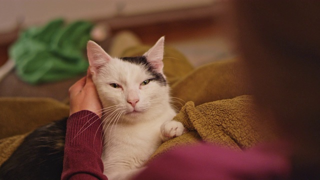 女人抚摸着躺在她怀里的可爱的猫视频素材