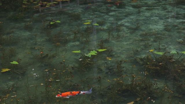 在日本岐阜美丽的绿色池塘里游泳的鲤鱼视频下载