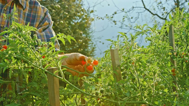 男园丁在阳光明媚的花园里吃着樱桃番茄，面带微笑视频素材