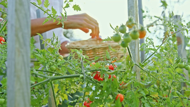 女园丁在阳光明媚的花园里采摘樱桃番茄视频素材