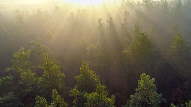 在日出时飞过绿树森林。早晨的太阳和雾。空中射击,4 k视频素材