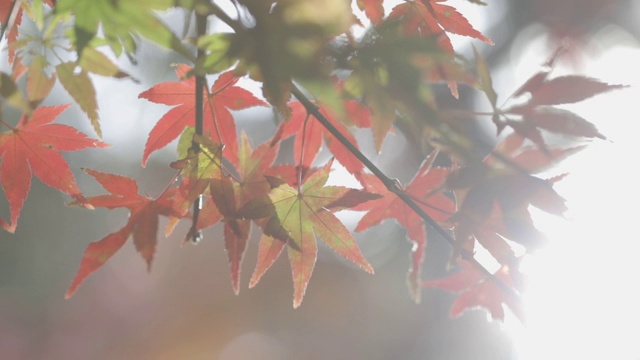秋天红红的枫叶背景视频下载