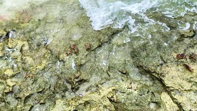 海滩上岩石上的螃蟹视频素材