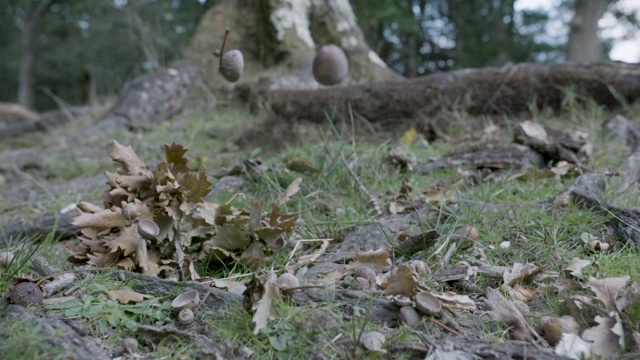 橡子落在地上落在秋叶上。新森林视频下载
