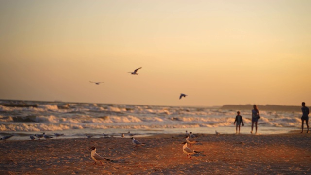 美丽的日落时分，海鸥在海滩上漫步。视频素材