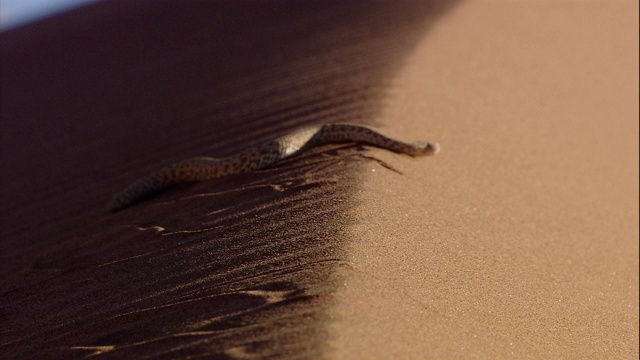 一只响尾蛇滑过纳米布沙漠的沙丘。视频素材