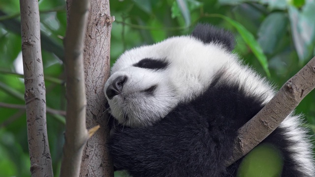 可爱的熊猫宝宝在绿色的植物丛中睡在一棵树上，中国成都视频素材