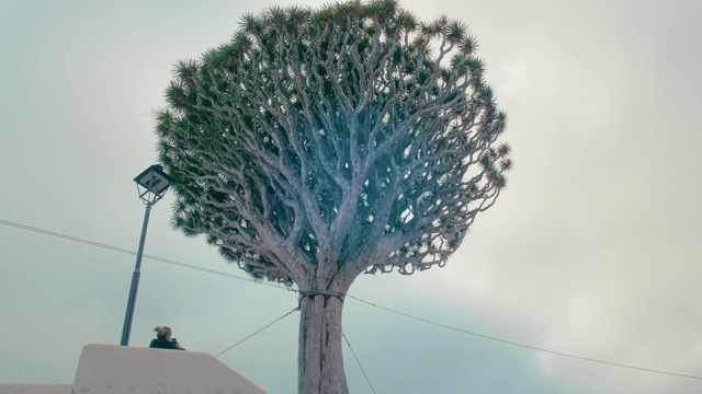 加那利群岛，特内里费岛，伊科德德洛斯维诺斯，一名不认识的女子看着巨大的龙树树顶视频素材