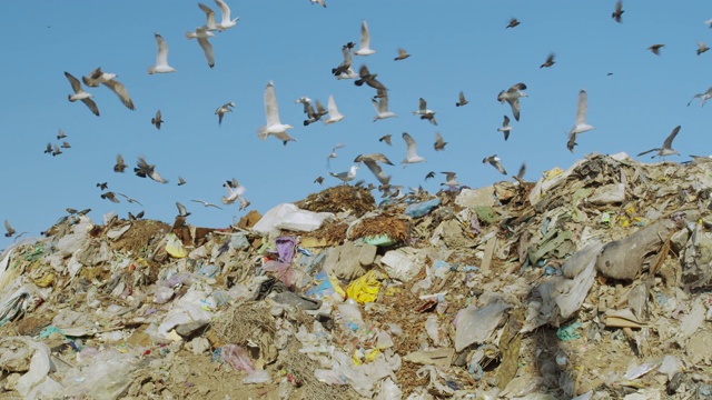雀鸟在垃圾填埋场觅食视频素材