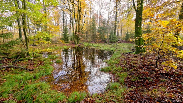 秋天的森林池塘，Spessart，德国巴伐利亚州视频下载