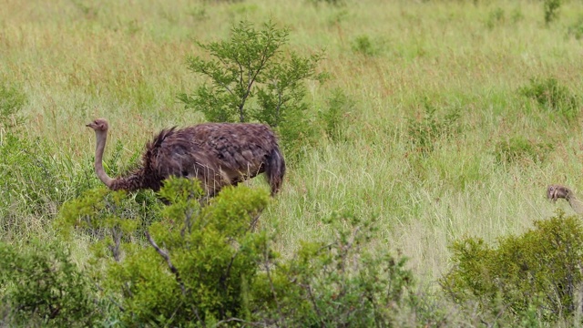 南非野生自然中的鸵鸟。她自由自在地行走在一片被草畜概念包围的田野里视频素材