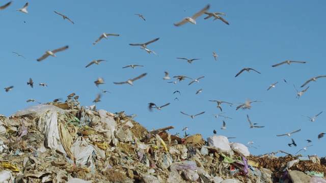 雀鸟在垃圾填埋场觅食视频素材