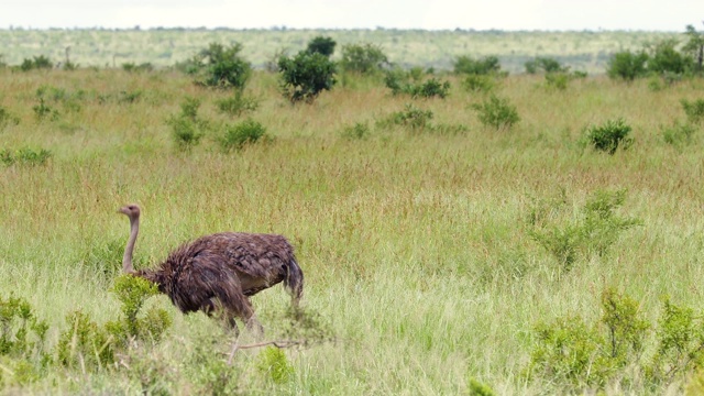 鸵鸟生活在非洲的野外。它们在一片被草畜概念包围的田野里自由行走和进食视频素材