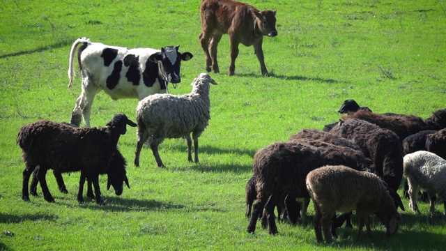 在牧场上吃草的绵羊和小牛视频下载