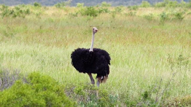 美丽的鸵鸟在非洲大草原的野生。完美的动物生活在自然界视频素材