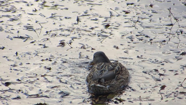 鸭子在池塘里寻找食物视频素材