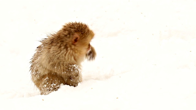 日本雪猴在寻找食物视频下载