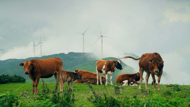 中国贵州乌蒙大草原放牧牛。视频素材