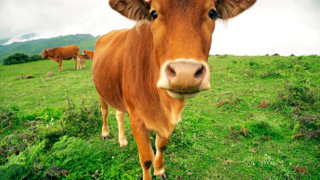 中国贵州乌蒙大草原放牧牛。视频下载