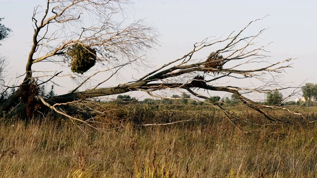 倒下的树。飓风过后，树倒了。视频下载