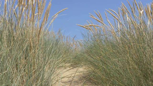沙丘，马兰草，深蓝色的天空和大海。副本的空间。封锁。视频下载