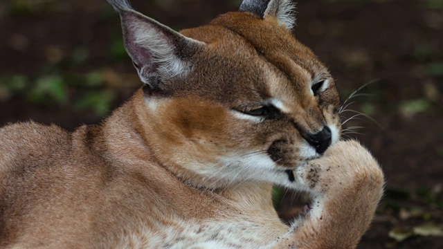 在南非舔爪子的野猫-生活在自然界的动物概念-特写镜头视频下载