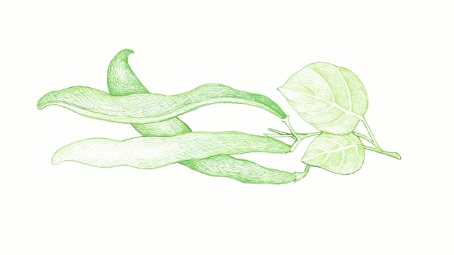 手绘的新鲜豇豆植物视频剪辑视频素材