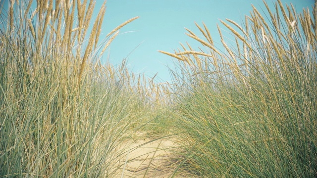沙丘，马兰草，浅蓝色的天空和大海。副本的空间。封锁。视频素材