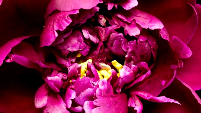美丽的粉红牡丹背景。户外盛开的牡丹花，时光流逝，特写。宏视频素材