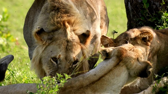一只年轻的雄狮和母狮在马赛马拉休息视频素材