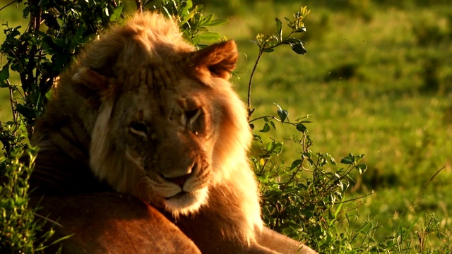 一只年轻的雄狮和母狮在马赛马拉休息视频素材