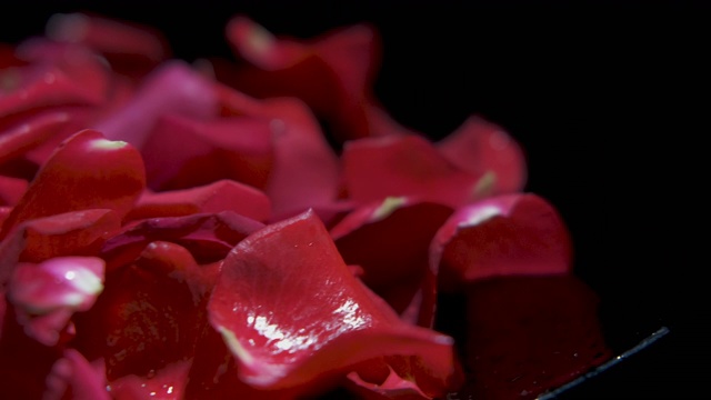收集玫瑰花瓣。视频下载
