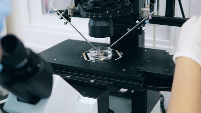 在研究过程中，显微镜正在被调节。试管受精，在实验室进行的体外受精过程。视频素材