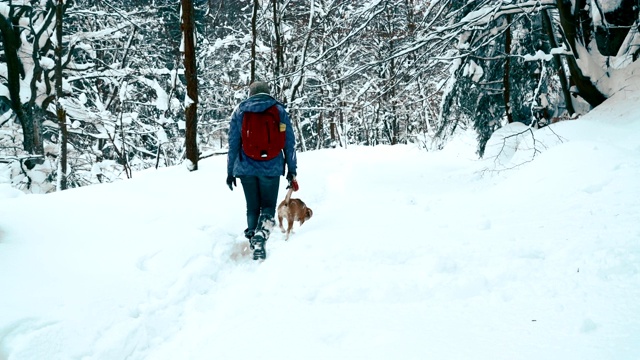 4K妇女在冬季森林里用小猎犬犁雪视频素材